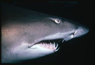 A close view of the head of a Grey Nurse Shark swimming in the Caribbean Sea