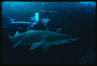 Valerie Taylor swimming with her favourite shark, the Grey Nurse Shark