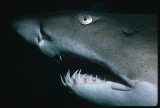 A close view of the head of a Grey Nurse Shark