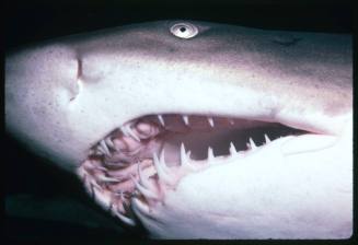 A close view of the head of a Grey Nurse Shark