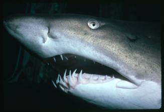 A close up view of the head of a Grey Nurse Shark in New South Wales, Australia.