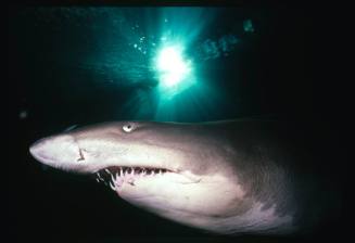 A close up view of the head of a Grey Nurse Shark
