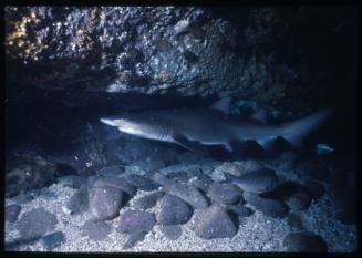 A Grey Nurse Shark swimming in a cave in Seal Rocks, New South Wales, Australia