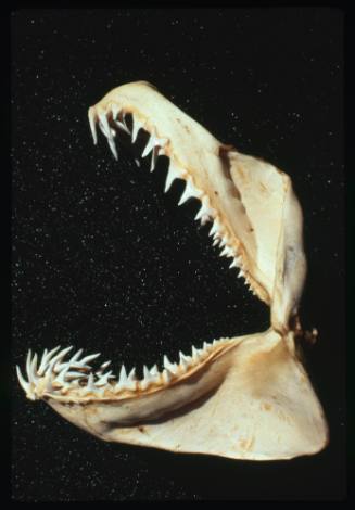 Jaws of a grey nurse shark