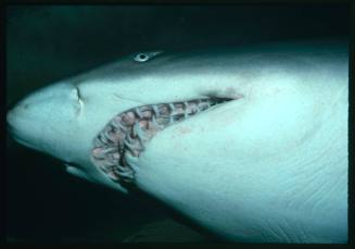 Underside of grey nurse shark head