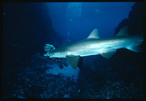 Valerie Taylor scuba diving testing out the chainmail suit (mesh suit) in early experiments using grey nurse sharks