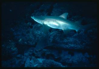 Scuba diver testing out the chainmail suit (mesh suit) in early experiments using grey nurse sharks