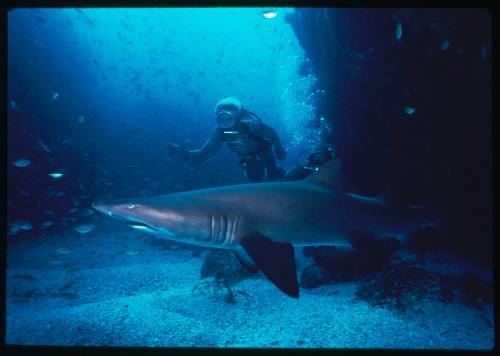 Valerie Taylor scuba diving testing out the chainmail suit (mesh suit) in early experiments using grey nurse sharks