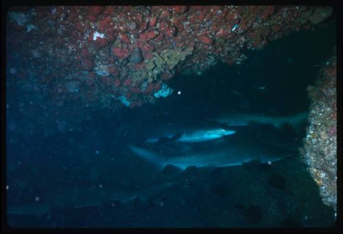 Four grey nurse sharks amongst rocks