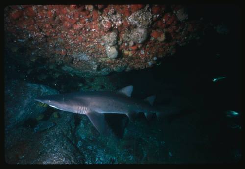 Grey nurse shark with school of fish