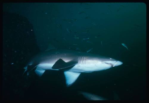 Grey nurse shark and a school of fish