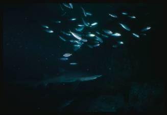 Grey nurse shark and a school of fish