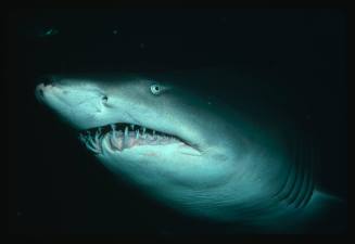 Close up on head of grey nurse shark