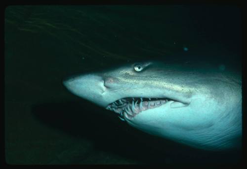 Close up on head of grey nurse shark