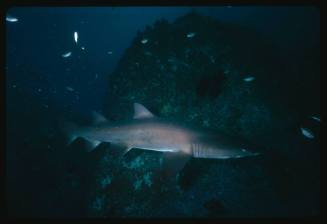 Grey nurse shark swimming past rock surface