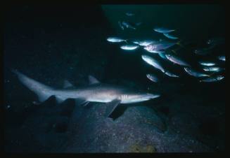 Grey nurse shark and a school of fish