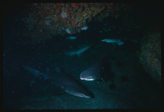 Five grey nurse sharks amongst large rocks near seafloor