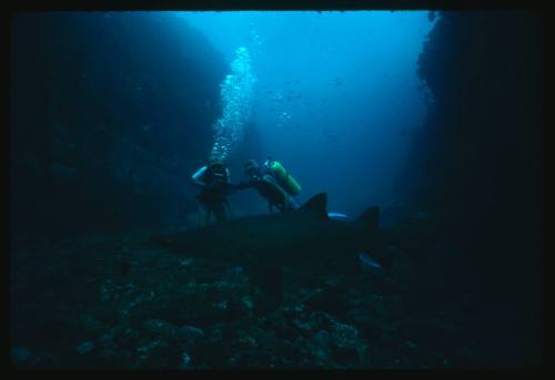 Valerie Taylor and her nephew with a grey nurse shark