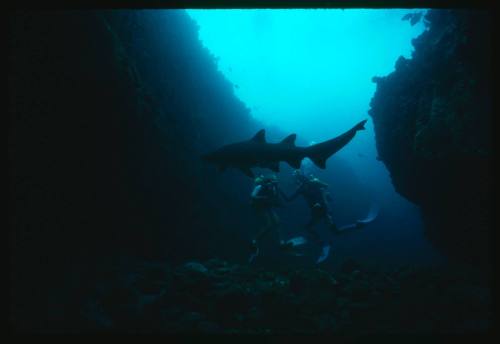 Valerie Taylor and her nephew with a grey nurse shark