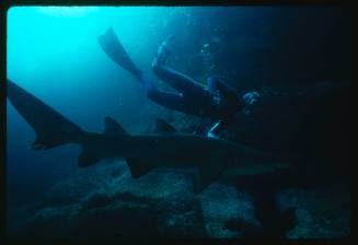 Valerie Taylor swimming along grey nurse shark