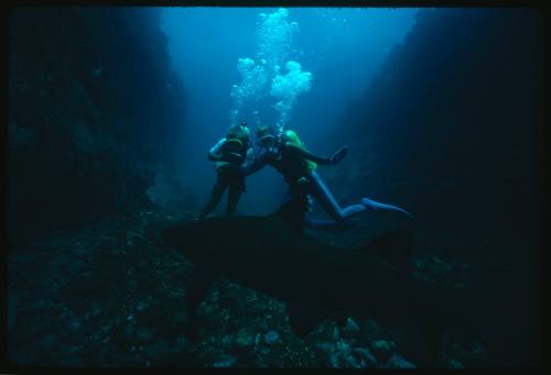 Valerie Taylor and her nephew with grey nurse shark