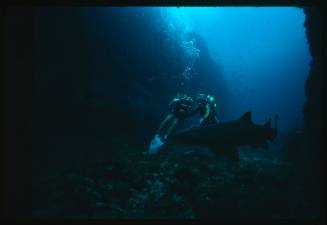 Valerie Taylor and nephew with grey nurse shark