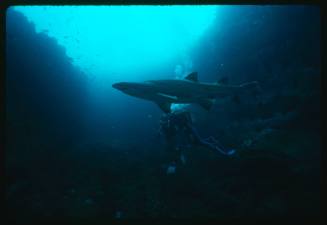 Valerie Taylor and nephew with grey nurse shark