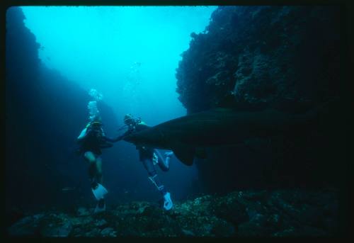 Valerie Taylor and nephew with grey nurse shark