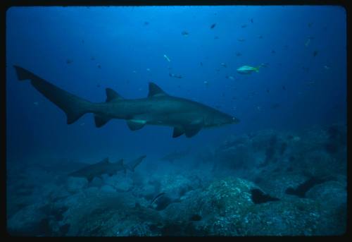 Grey nurse sharks above uneven rock surface