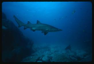 Grey nurse sharks near seafloor