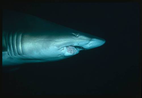 Close up of head of grey nurse shark