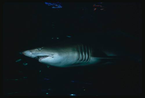 Grey nurse shark amongst small fish