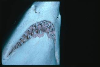 Close up on mouth of grey nurse shark