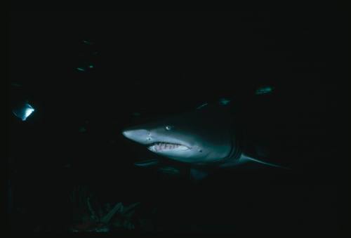 Grey nurse shark amongst smaller fish