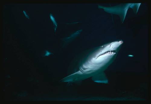 Three grey nurse sharks