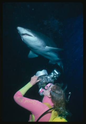Diver taking photograph of grey nurse shark