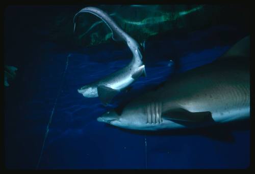 Grey nurse shark and another shark