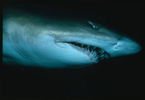 Close up on head of grey nurse shark