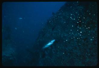 Grey nurse shark swimming along rock wall