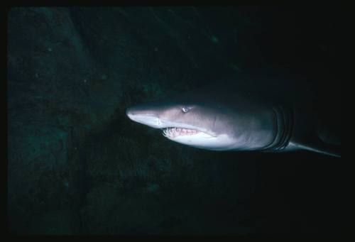 Grey nurse shark swimming along rock surface