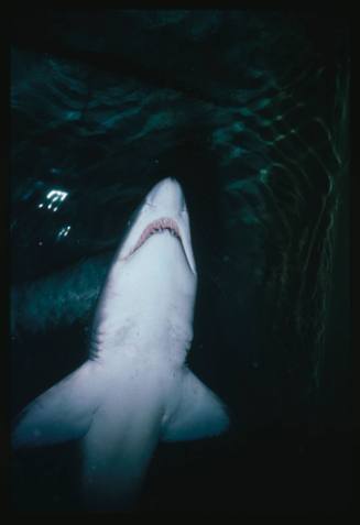 Underside of a grey nurse shark