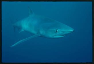 Blue shark swimming to right of camera