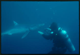 Diver with camera pointed at blue shark