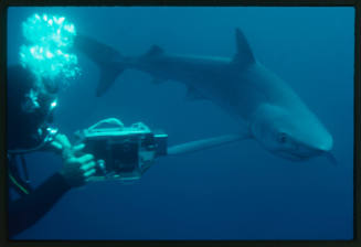 Blue shark and diver with camera