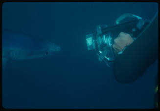 Diver pointing camera at blue shark