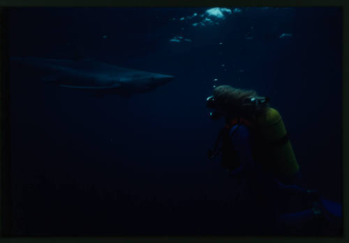 Blue shark swimming towards diver