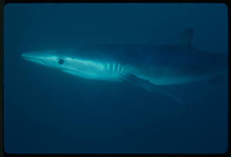 Blue shark swimming close by camera