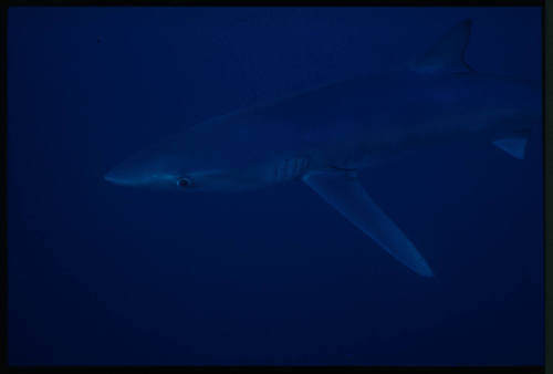 Blue shark swimming by below camera