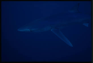 Blue shark swimming by below camera