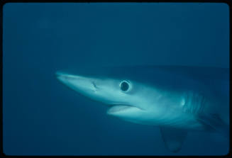 Close up of head of blue shark